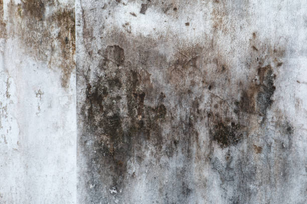 Mold Exposure & Symptoms